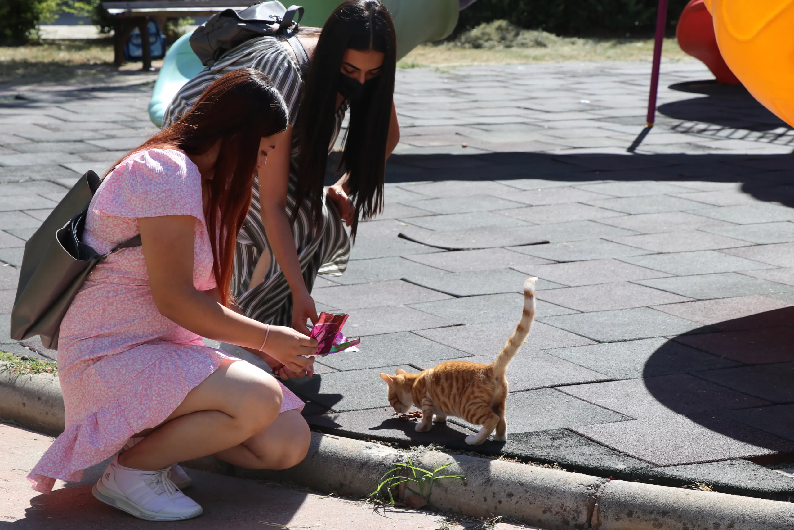 Hayvanları Koruma Topluluğu Sokak Hayvanlarına Dikkat Çekti