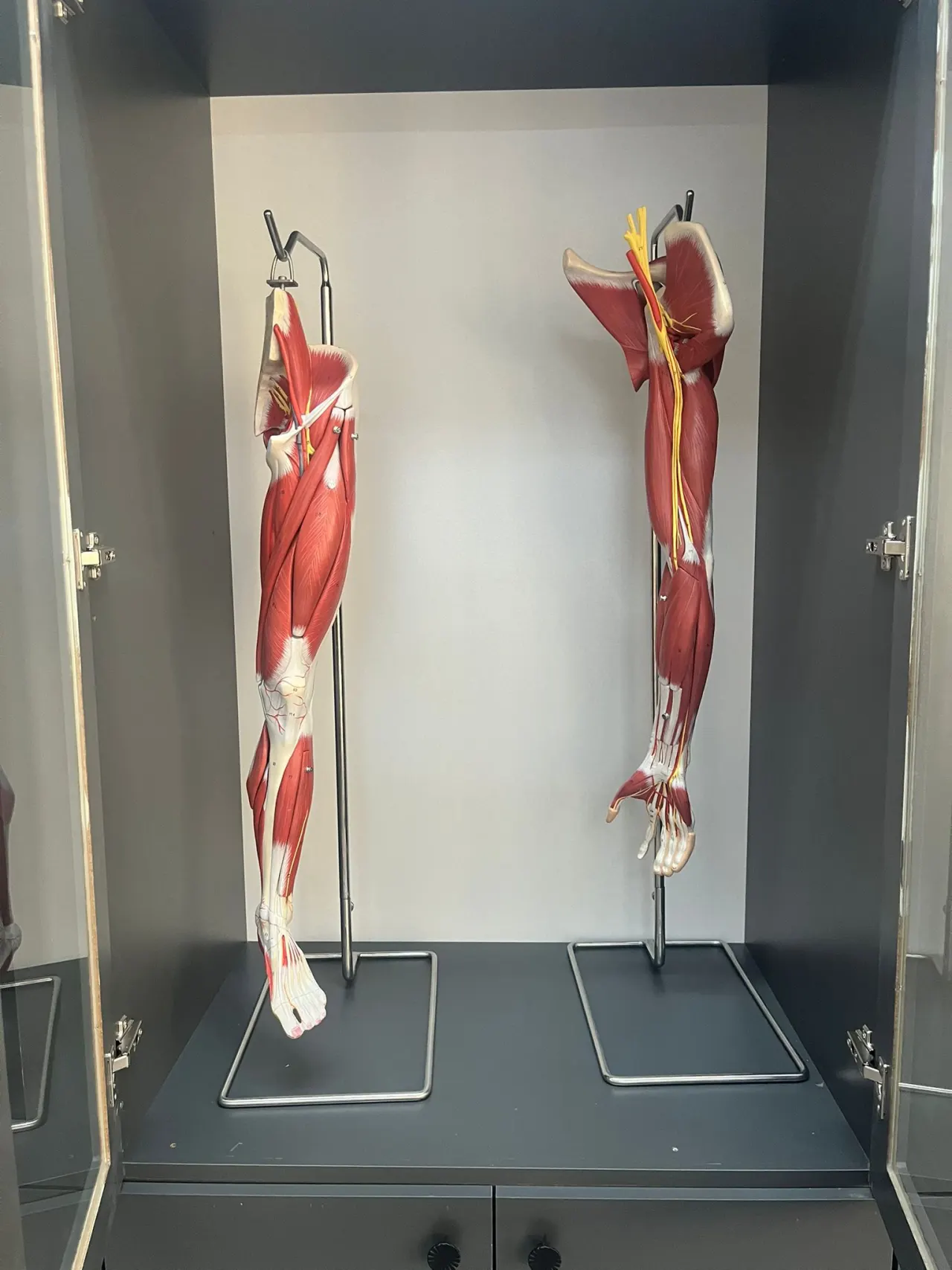 Anatomy Labarotary